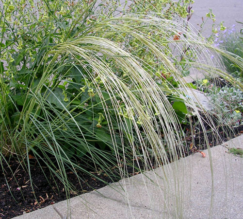 استیپا بارباتا